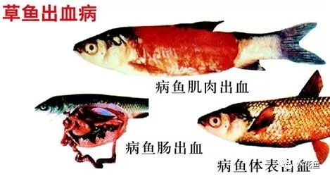 草魚出血病.png