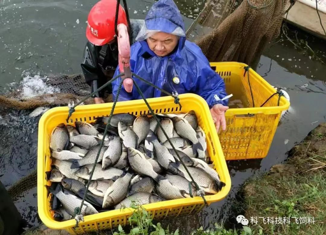 捕魚運（yùn）魚：脫粘、掉鱗、出血、不（bú）耐運輸.jpg